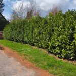 Kirschlorbeer 3 bis 3,50m