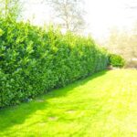 Kirschlorbeer 3 bis 3,50m