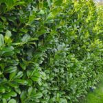 Kirschlorbeer 3 bis 3,50m