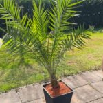 Palmen ca 1 bis 1,50