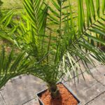 Palmen ca 1 bis 1,50