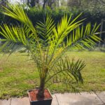 Palmen ca 1 bis 1,50