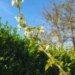 BIO Süßkirsche Baum