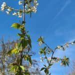 BIO Süßkirsche Baum